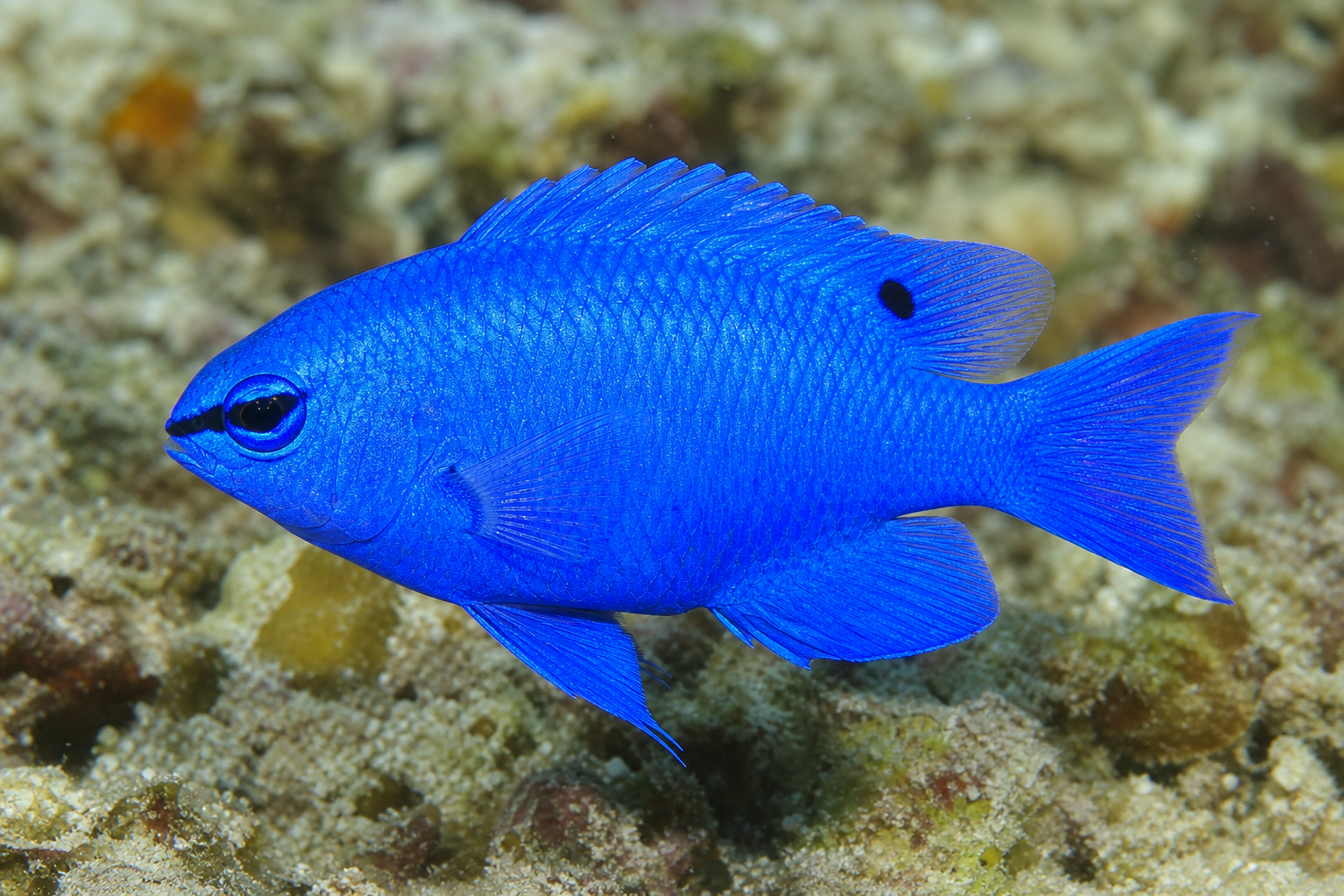 Blue devil damselfish (Chrysiptera cyanea)