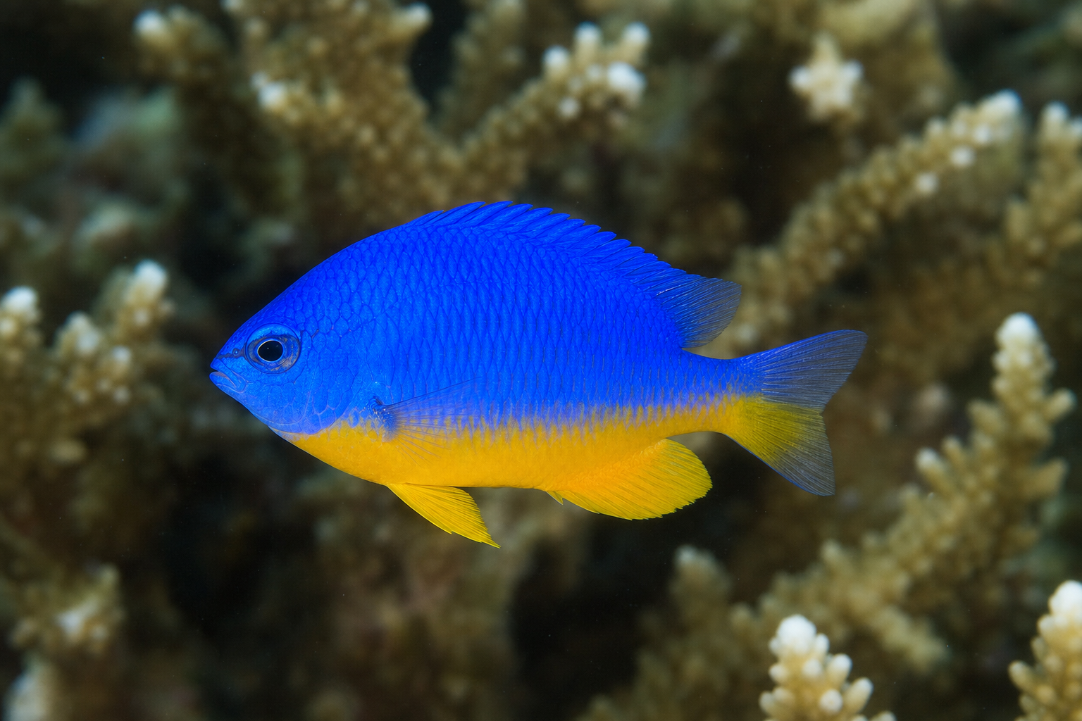 Azure damselfish