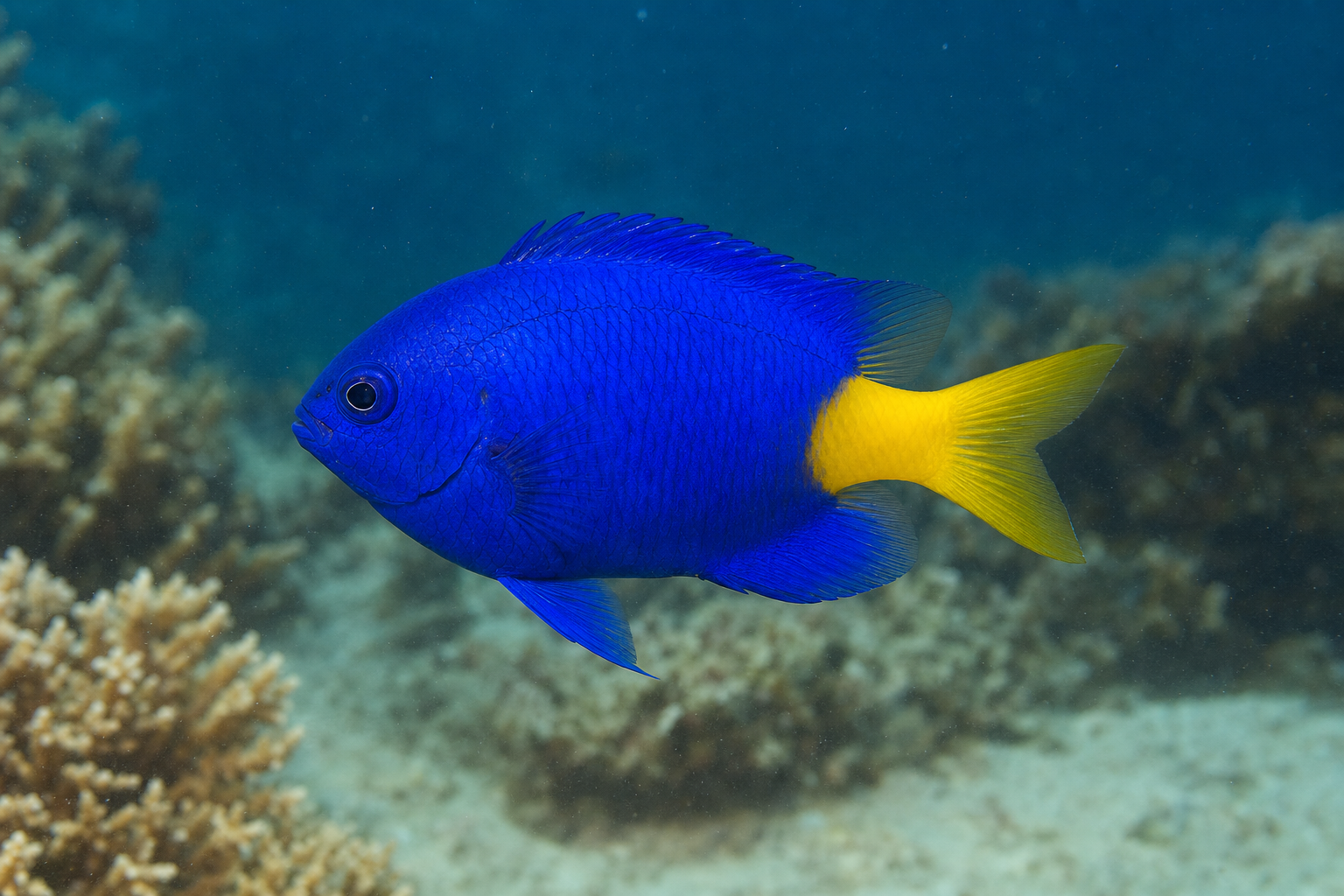 Yellowtail damselfish (Chrysiptera parasema)