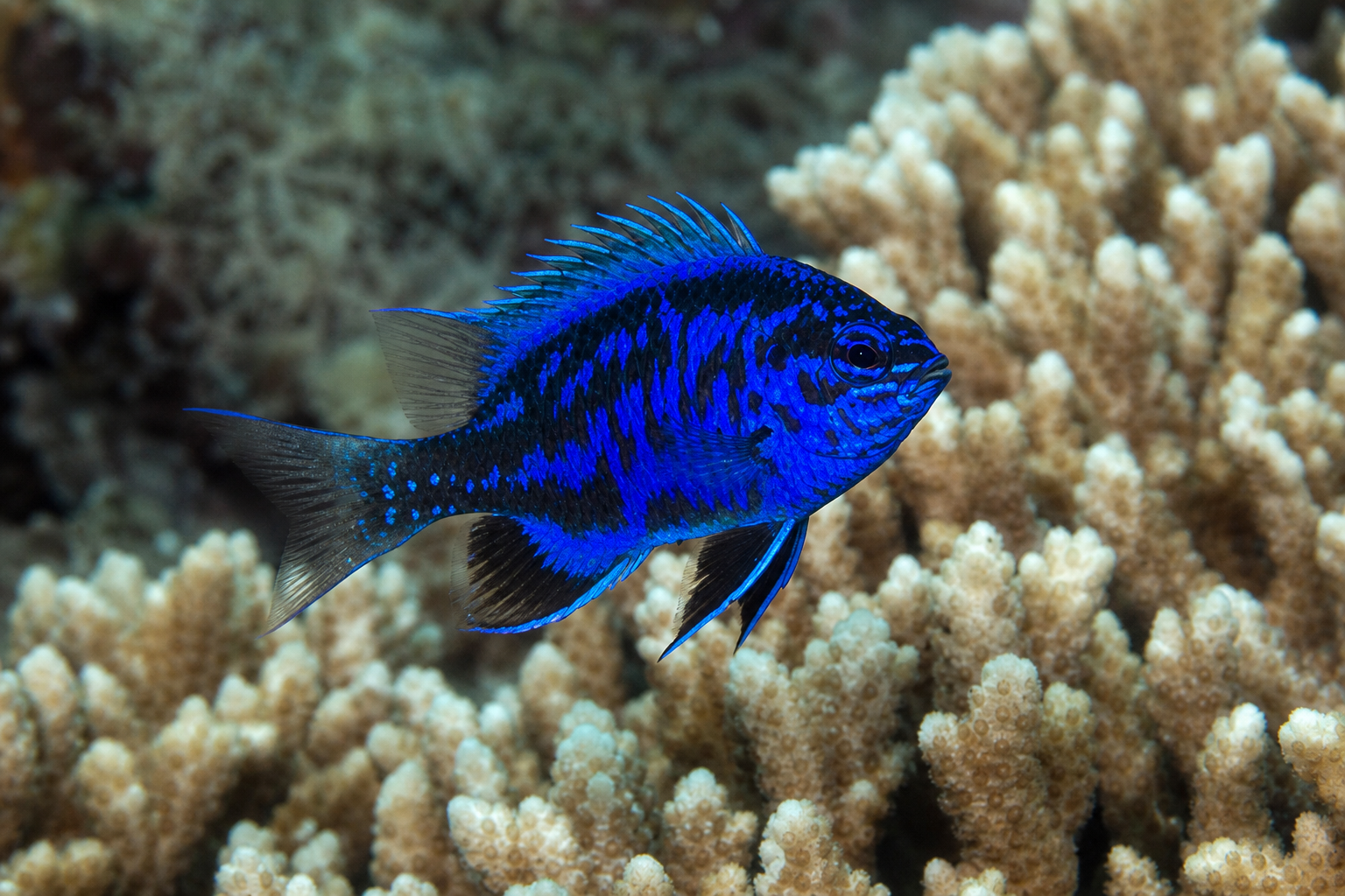 Springer's damsel (Chrysiptera springeri)