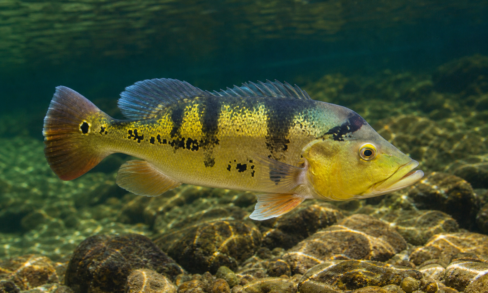 Kelber's peacock bass