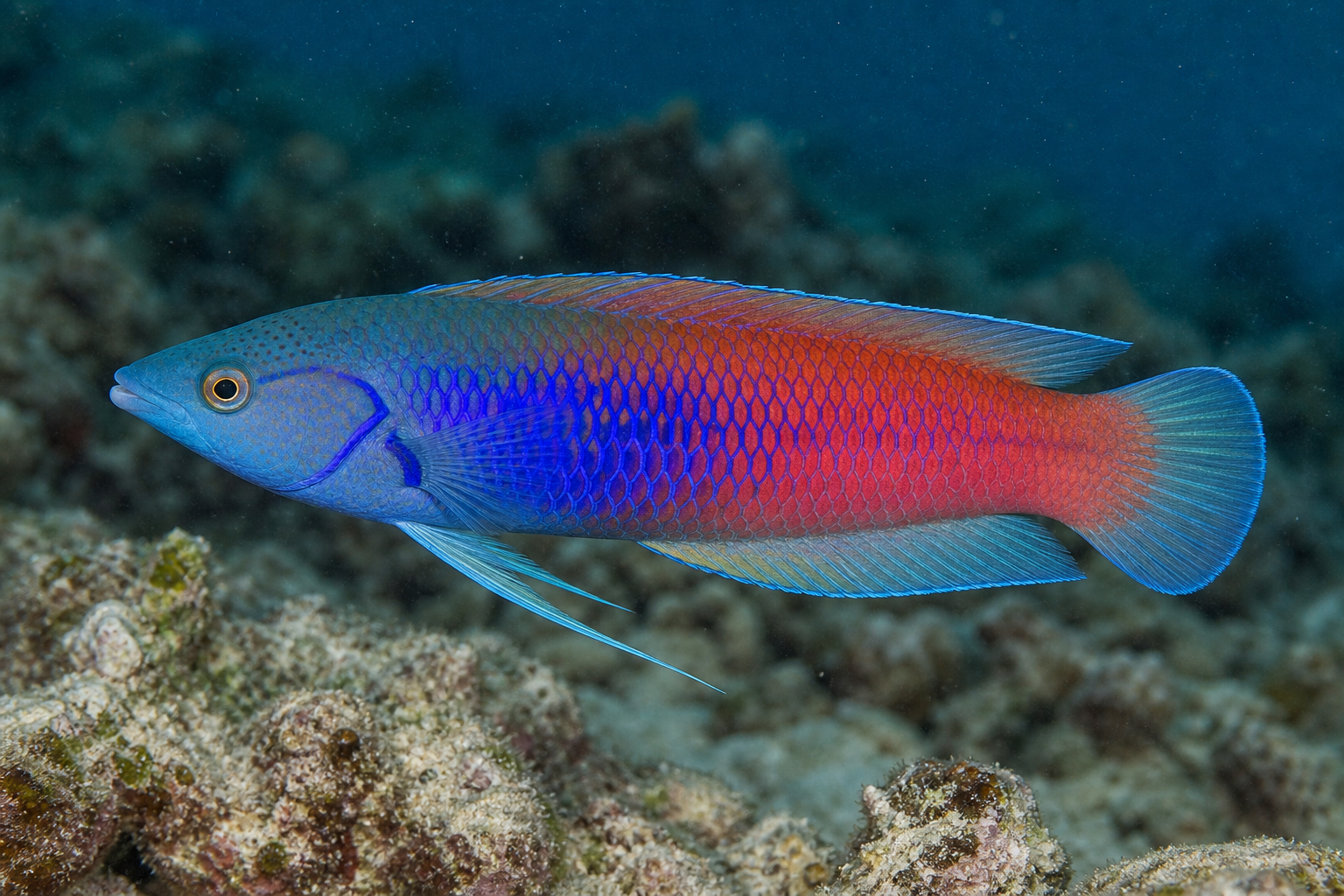 Blueside fairy wrasse
