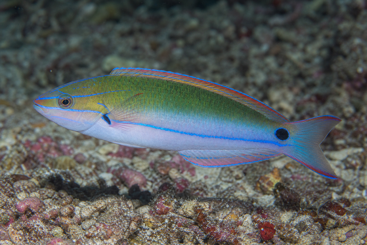 Exquisite fairy wrasse