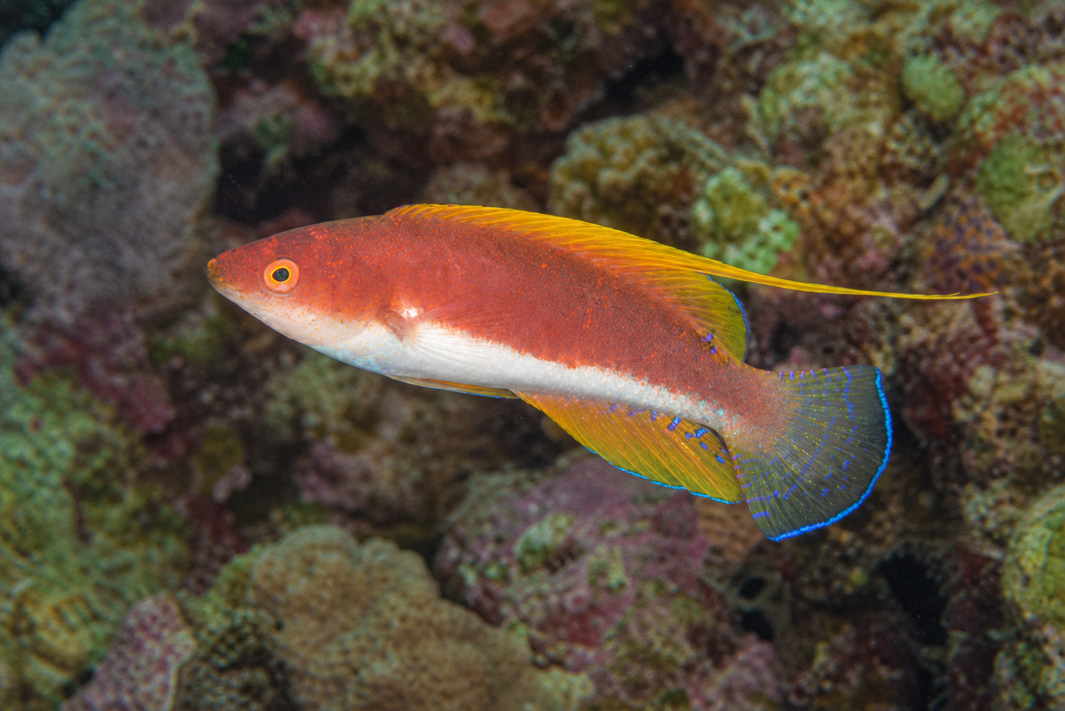 Filamented fairy wrasse