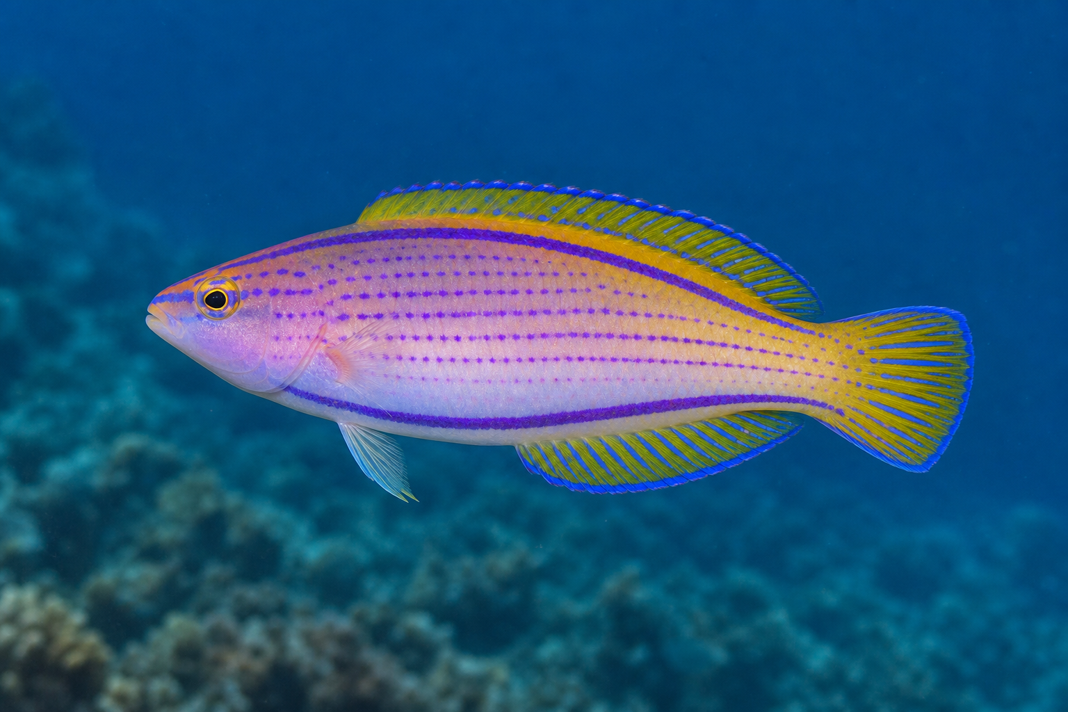 Lined fairy wrasse