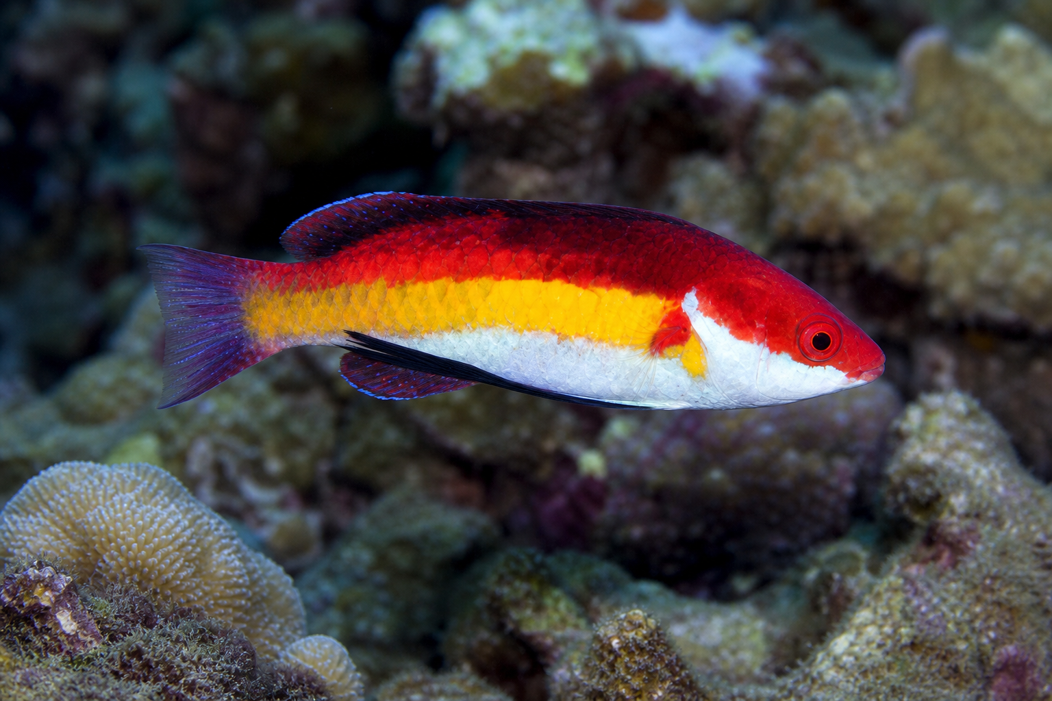 Naoko's fairy wrasse