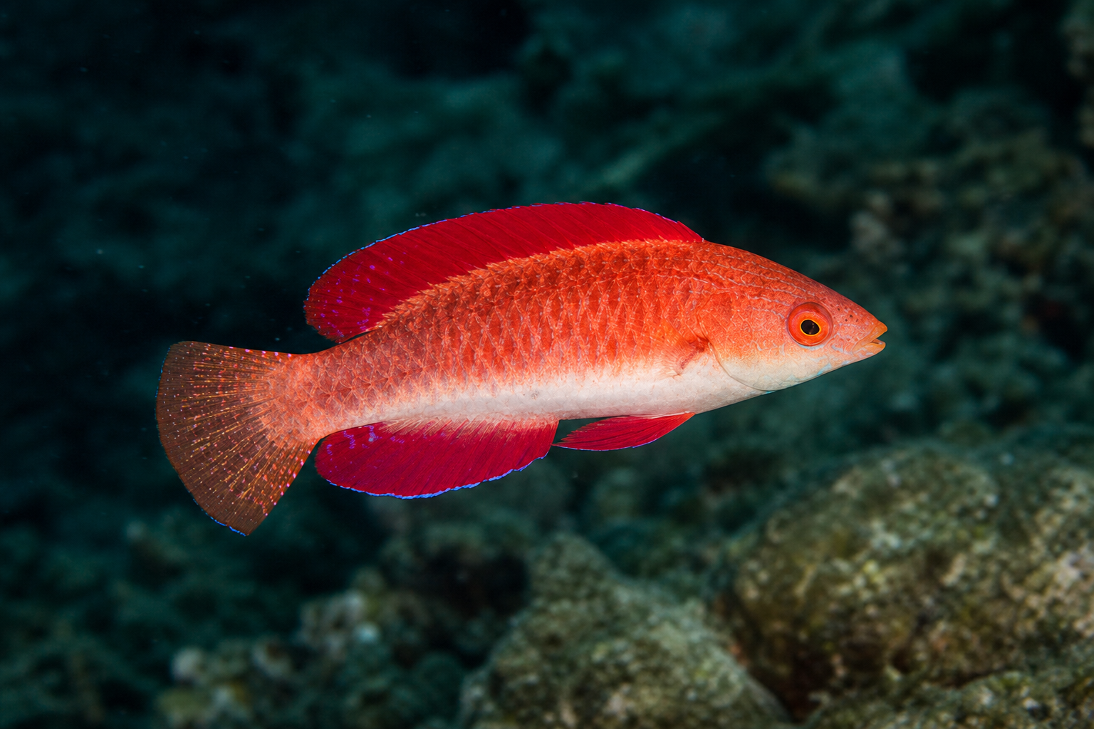 Redfin fairy wrasse