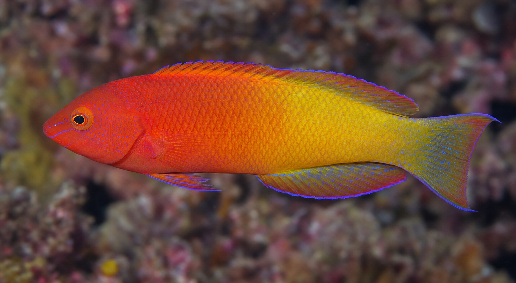 Red-scaled fairy wrasse