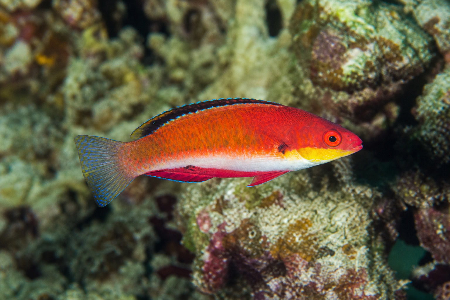 Geselliger Zwergkaiserlippfisch