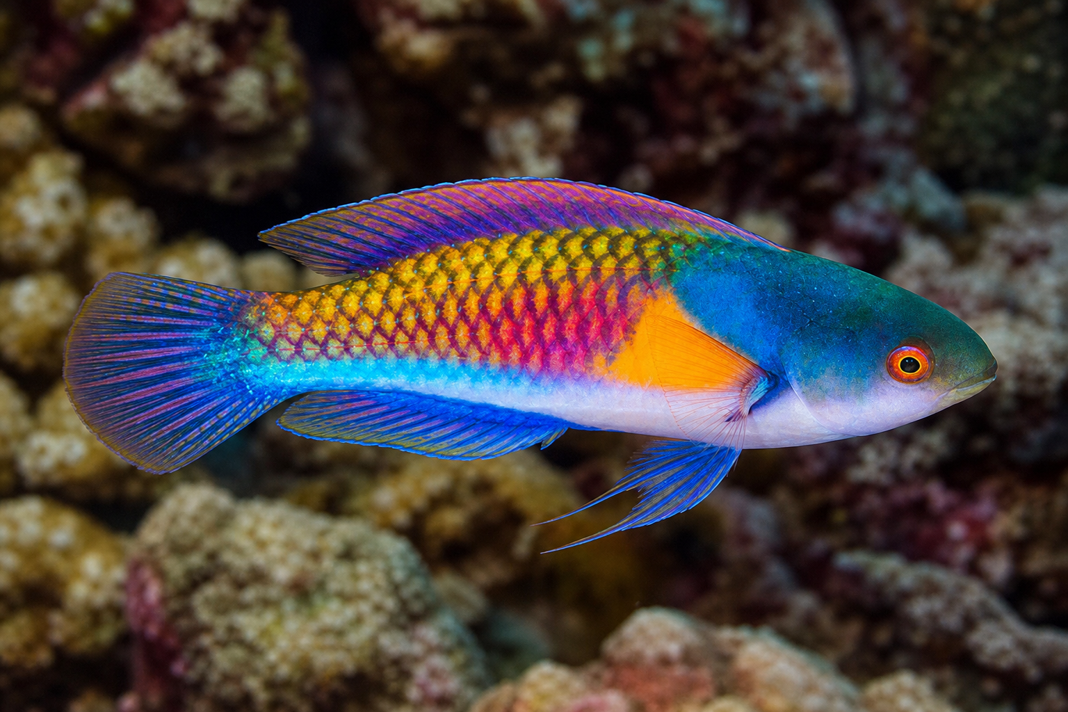 Ryukyu fairy wrasse