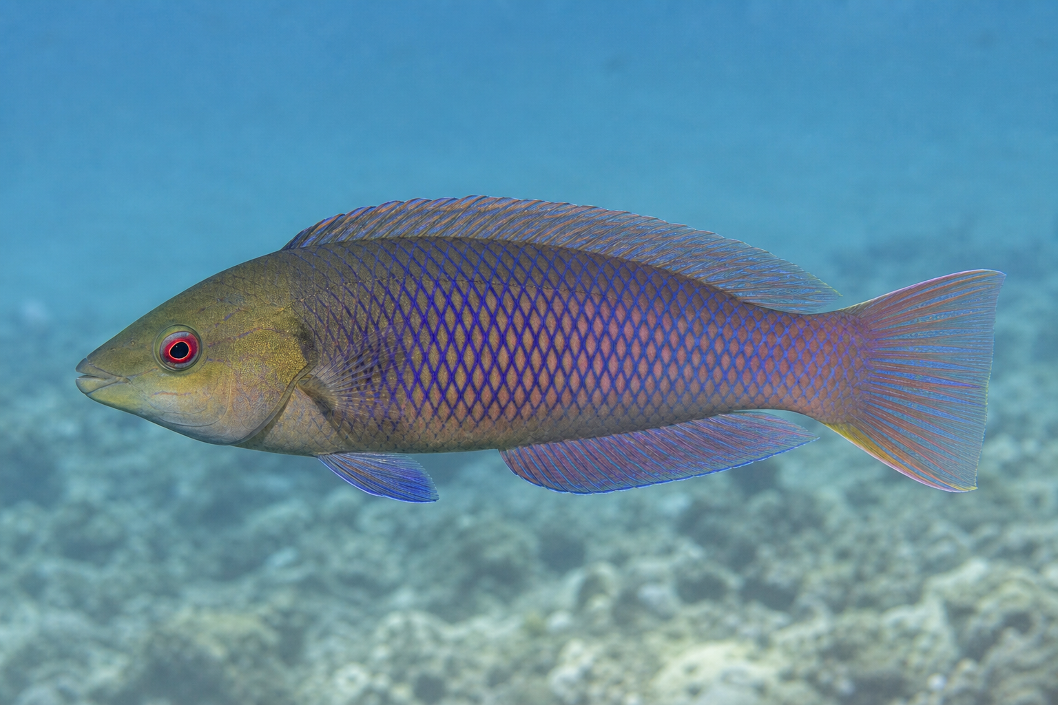Solor fairy wrasse