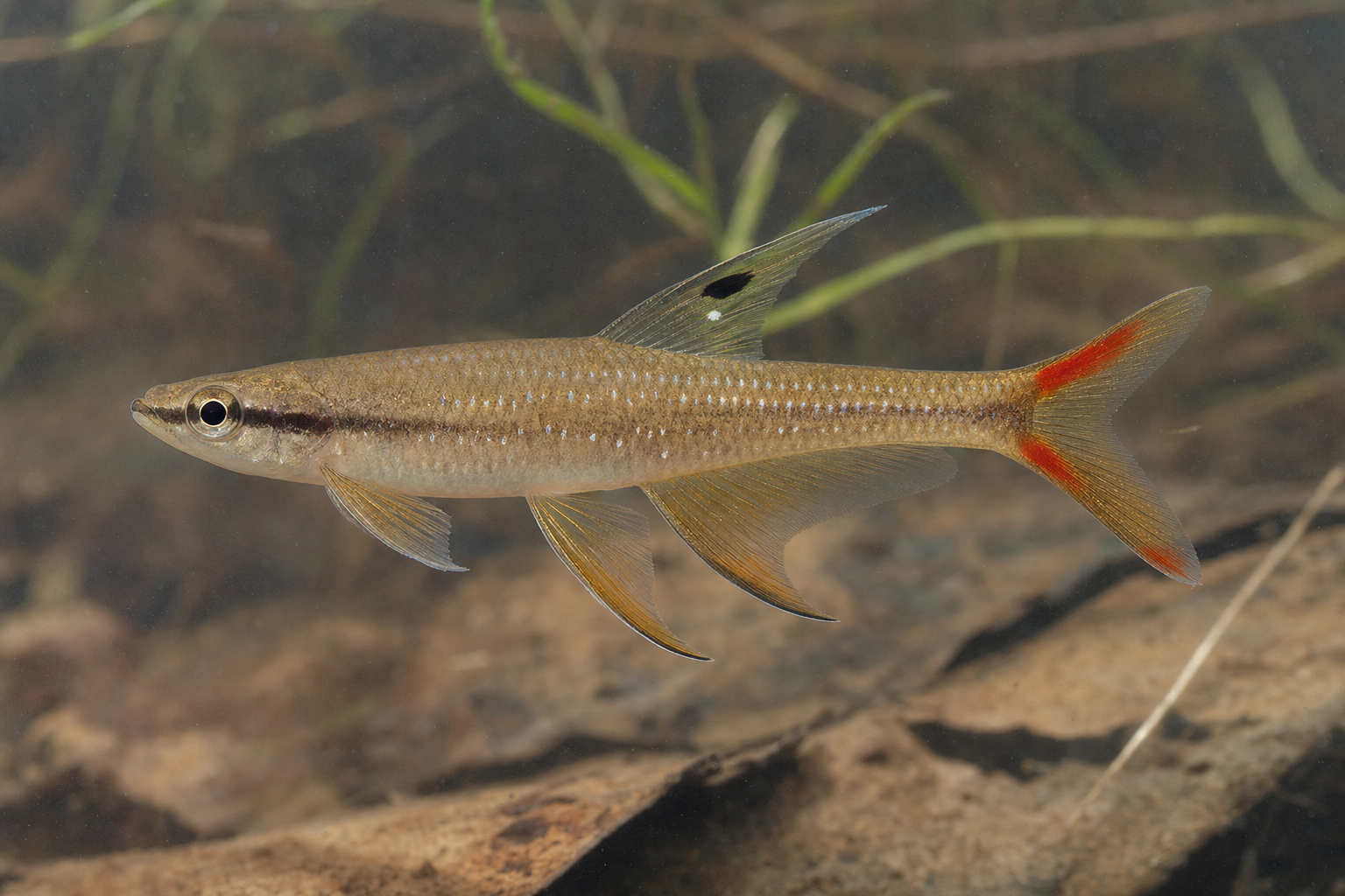 Copella d'Arnold (Copella arnoldi)
