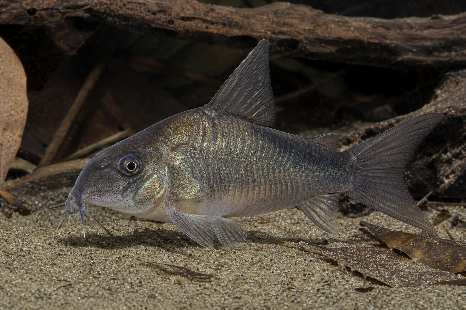 Corydoras ardesia (Corydoras concolor)