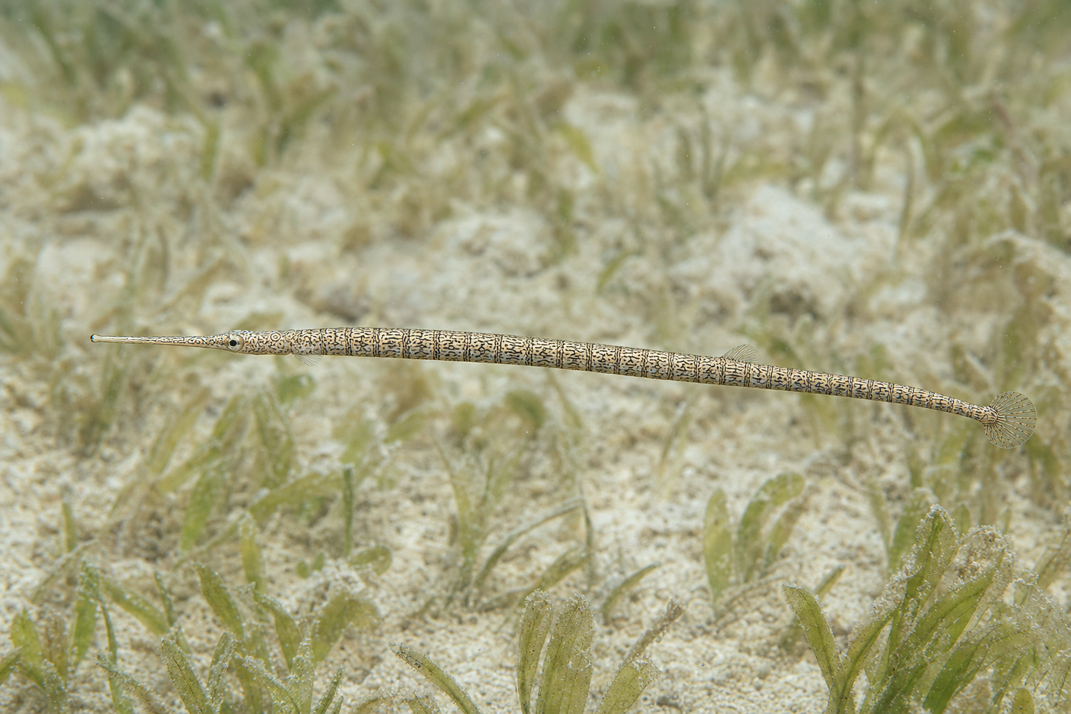 Scribbled pipefish (Corythoichthys intestinalis)