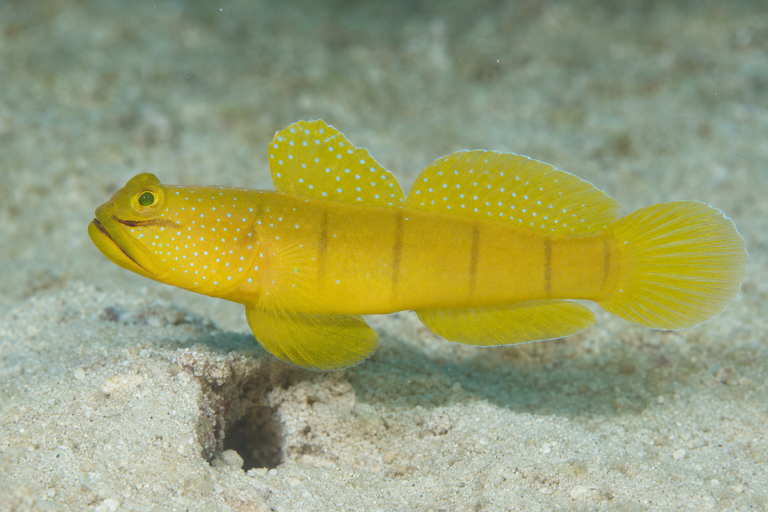 Gelbe Wächtergrundel (Cryptocentrus cinctus)