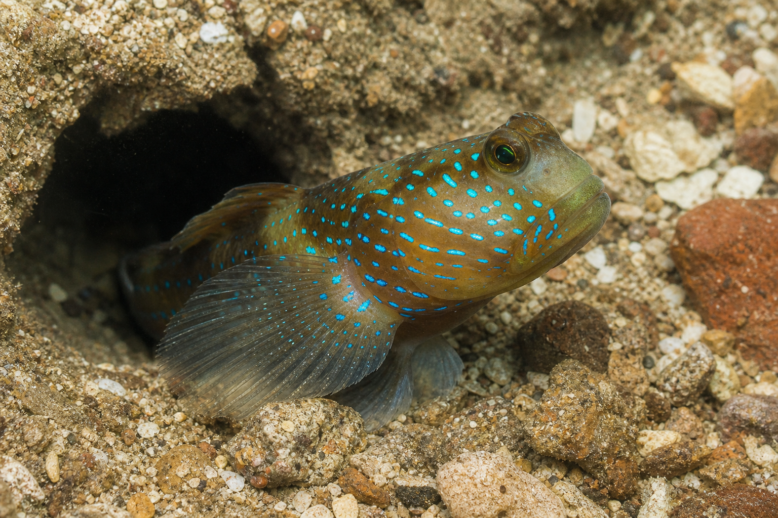 Bluebanded shrimpgoby