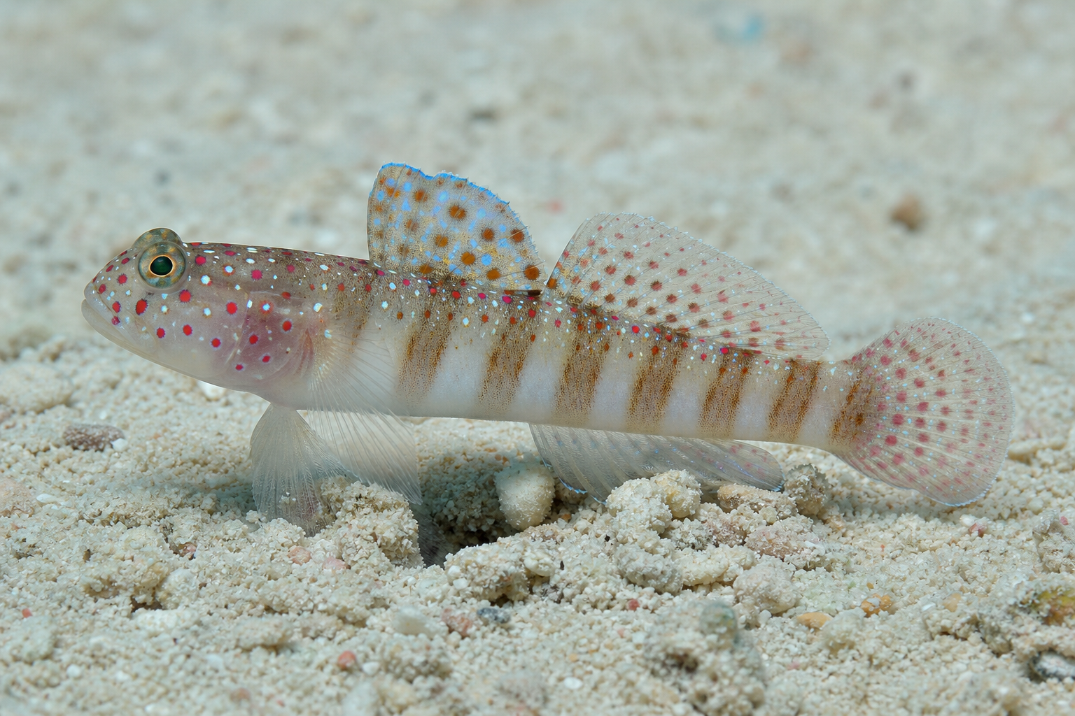 Ghiozzo da gamberetto punteggiato di rosa (Cryptocentrus leptocephalus)