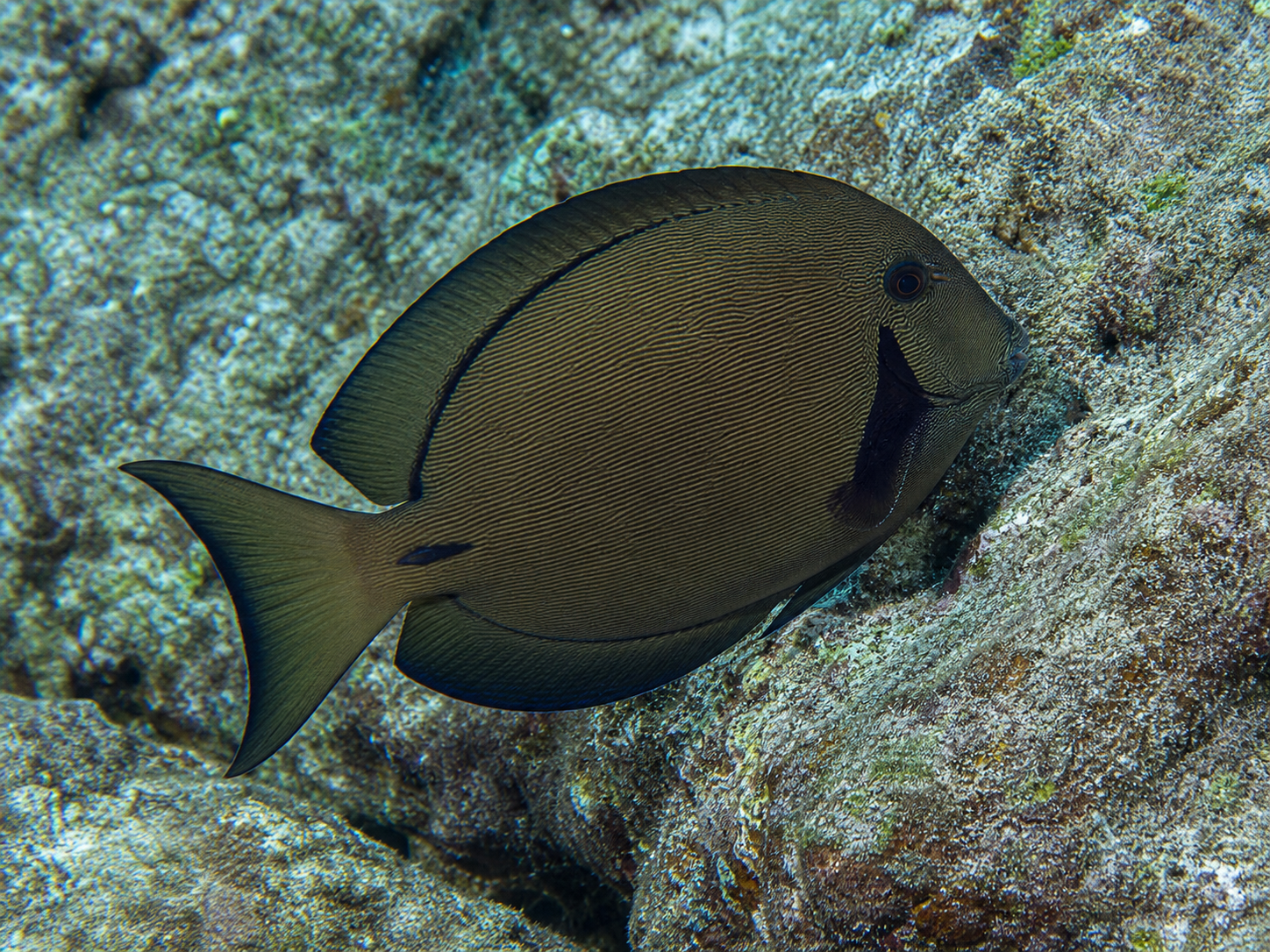 Chevron tang