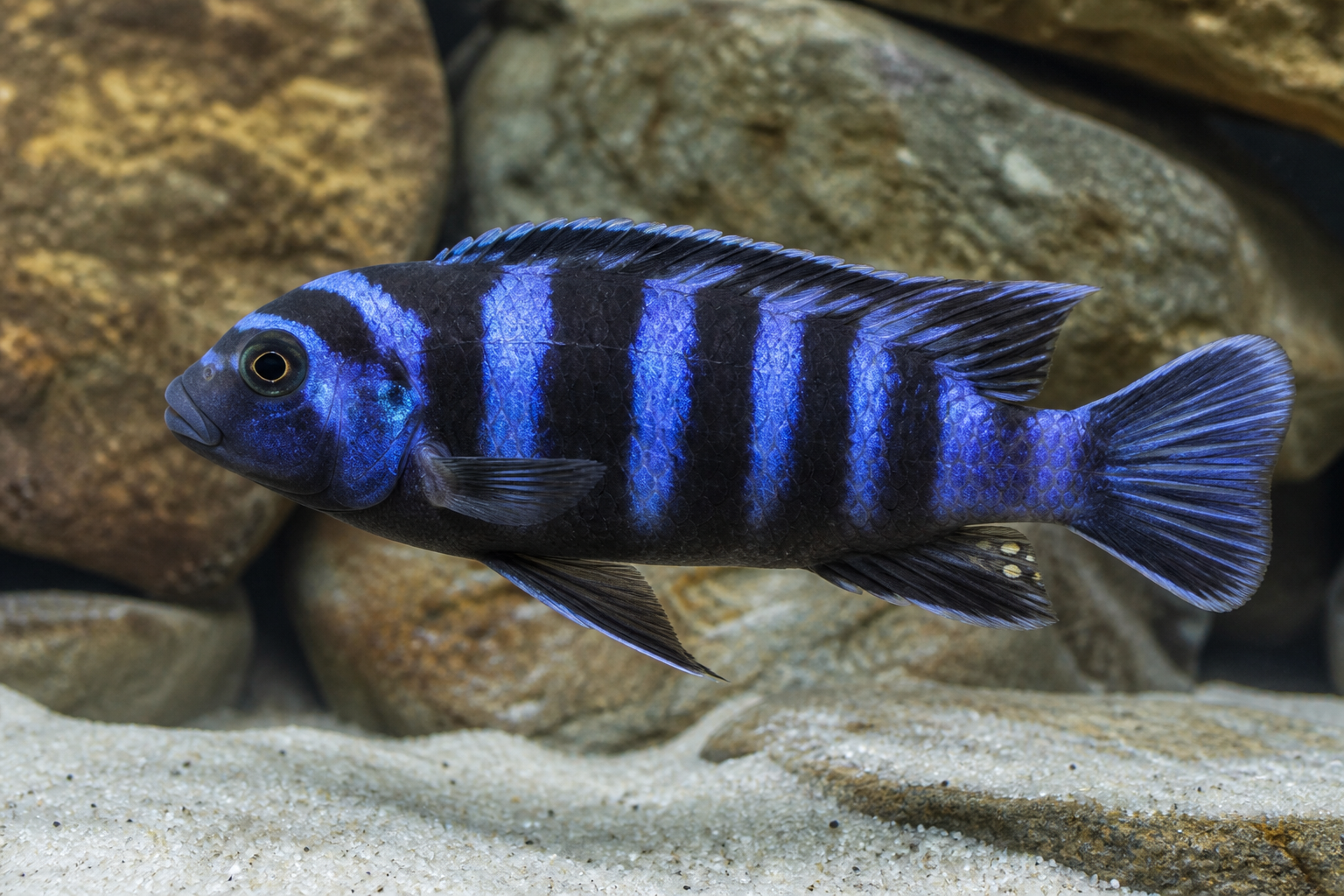 Afra cichlid (Cobue)