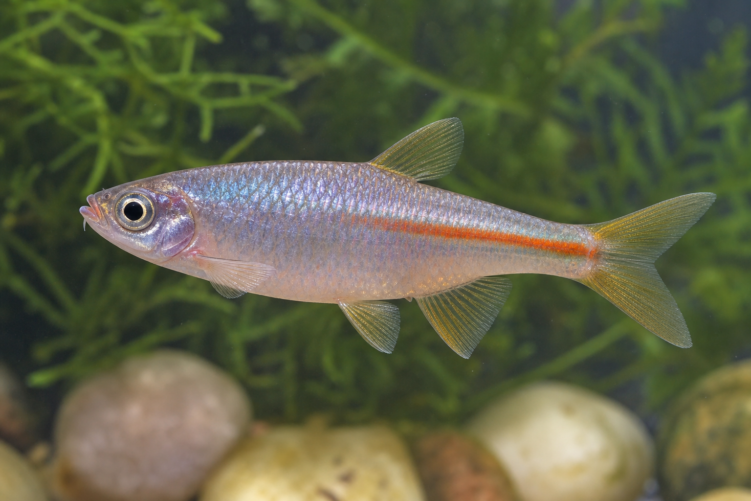 Danio arc-en-ciel (Danio albolineatus)