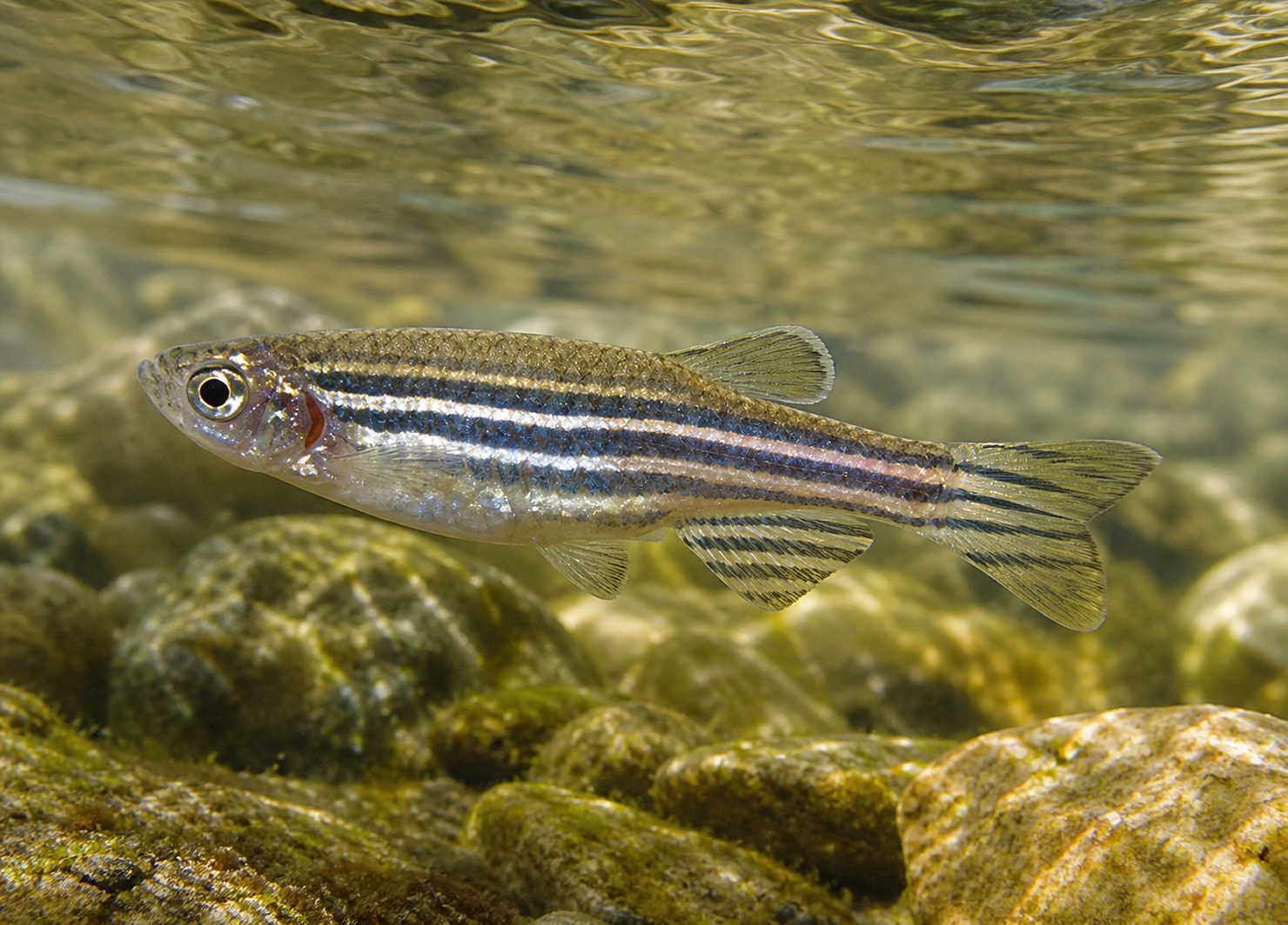 Danio zebrato (Danio rerio)