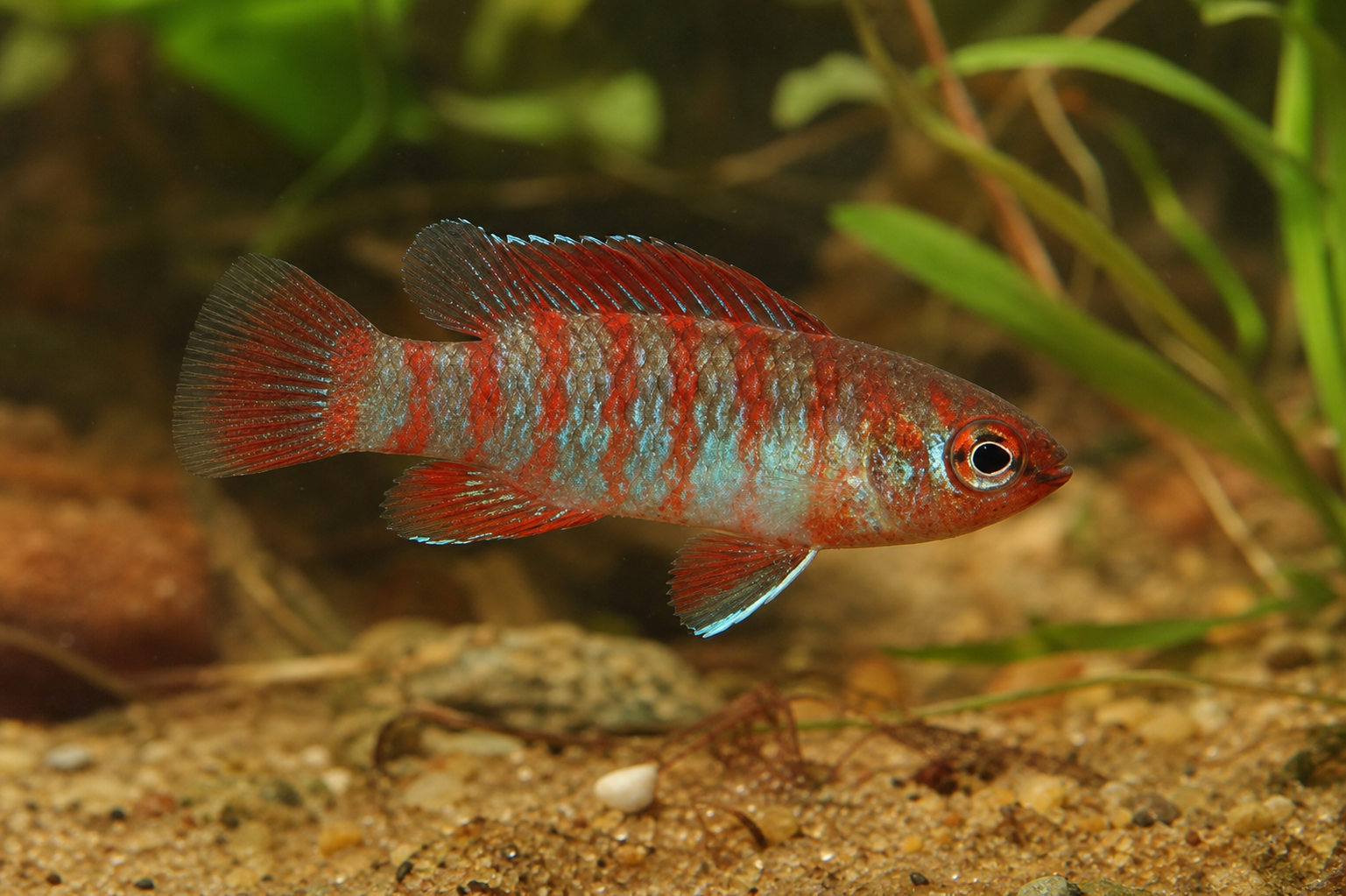 Dario rouge (badis nain) (Dario dario)
