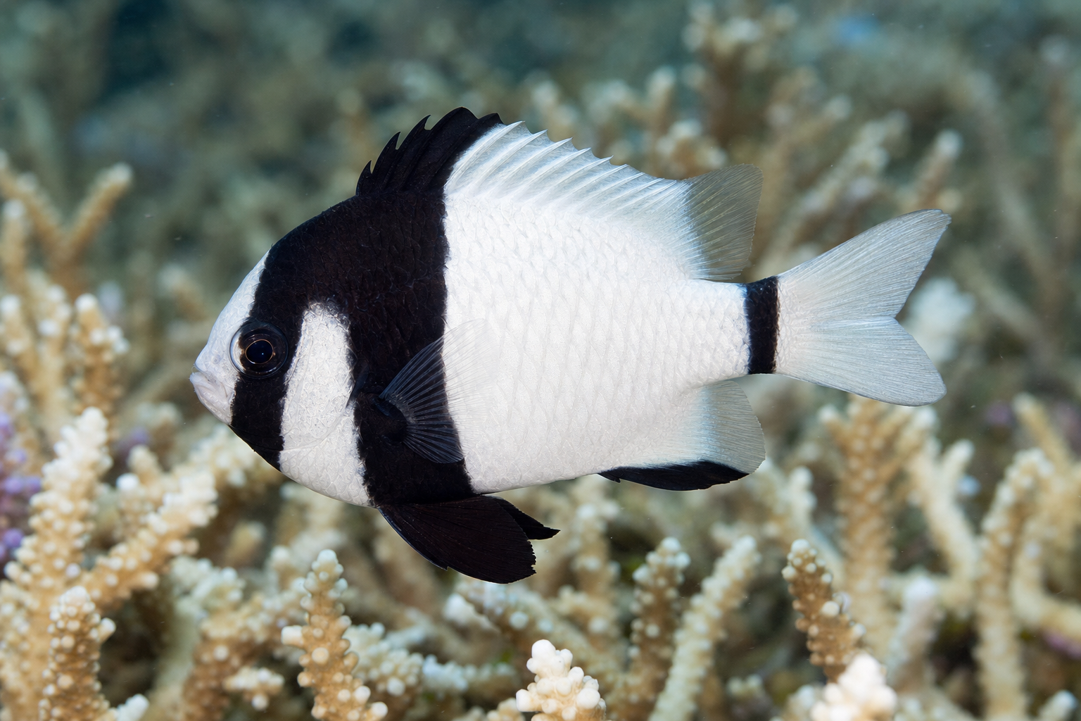 Dascyllus dalla coda bianca (Dascyllus aruanus)