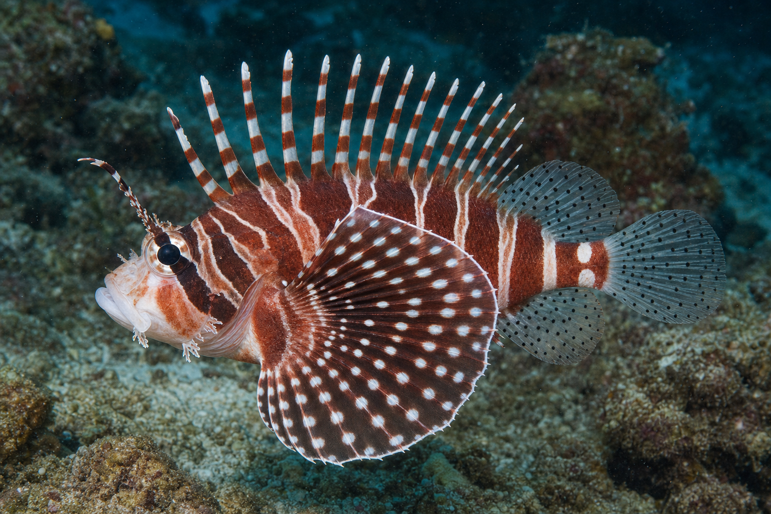 Pesce leone nano zebra (Dendrochirus zebra)