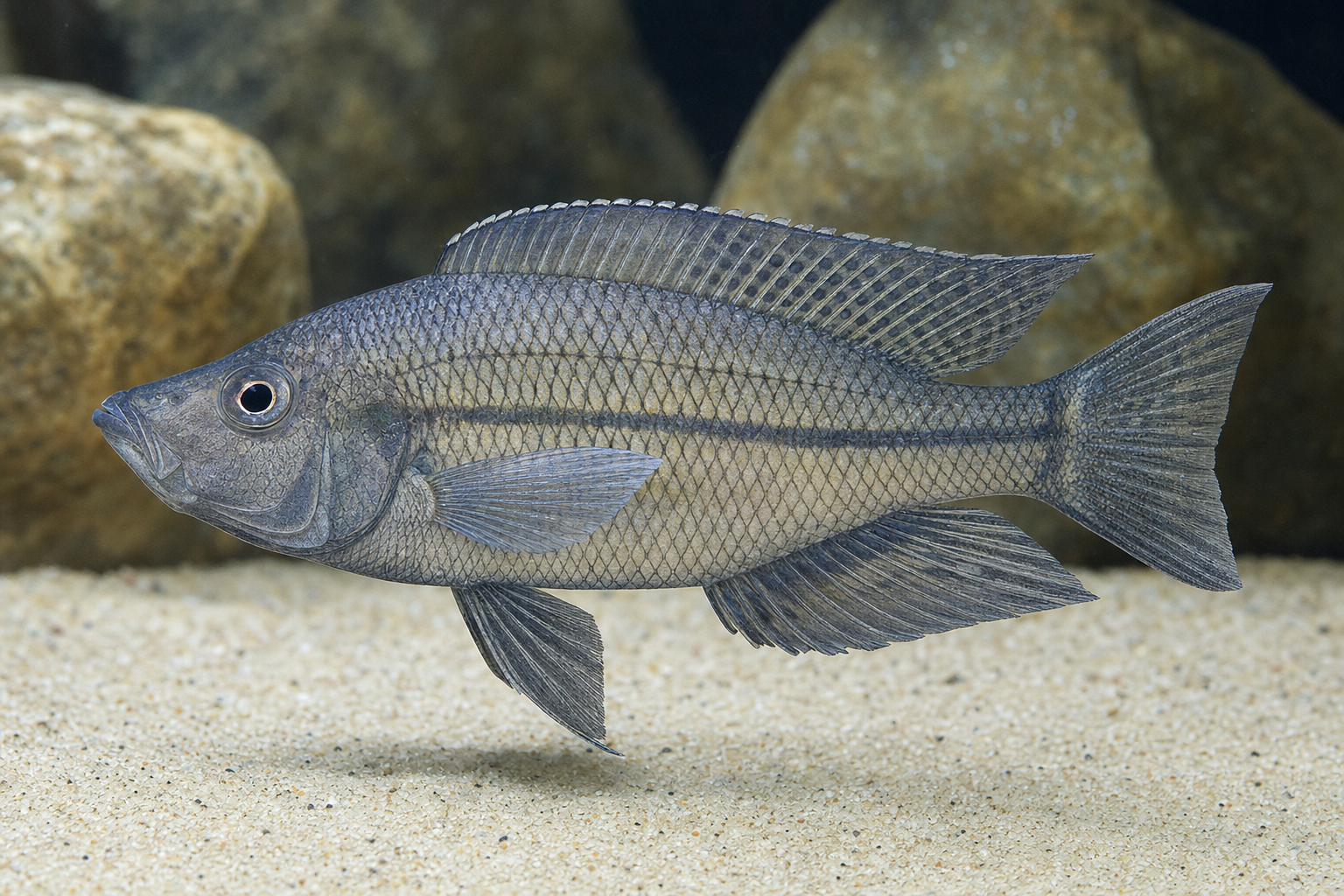 Hap strigatus (Dimidiochromis strigatus)