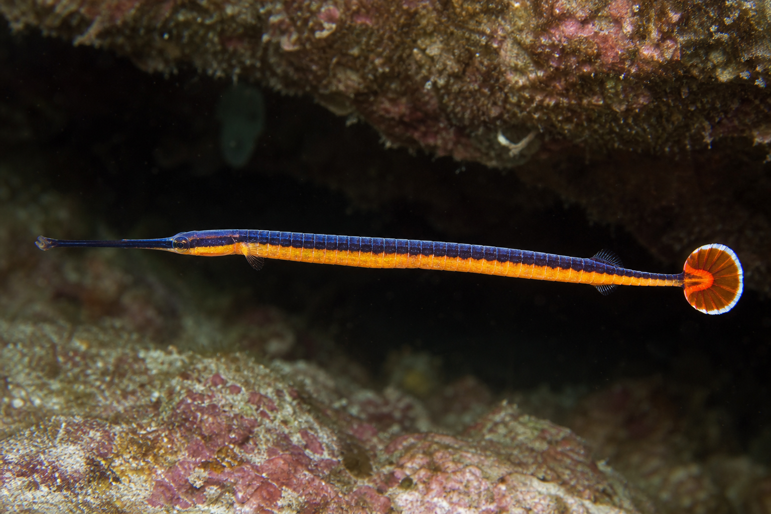 Pesce ago striscia blu (Doryrhamphus excisus)