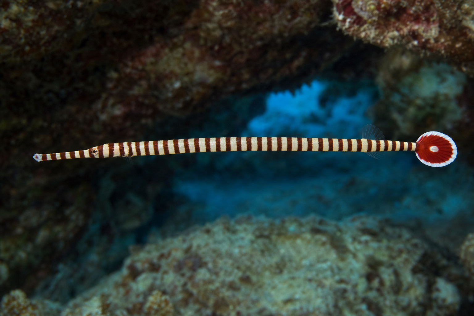 Banded pipefish
