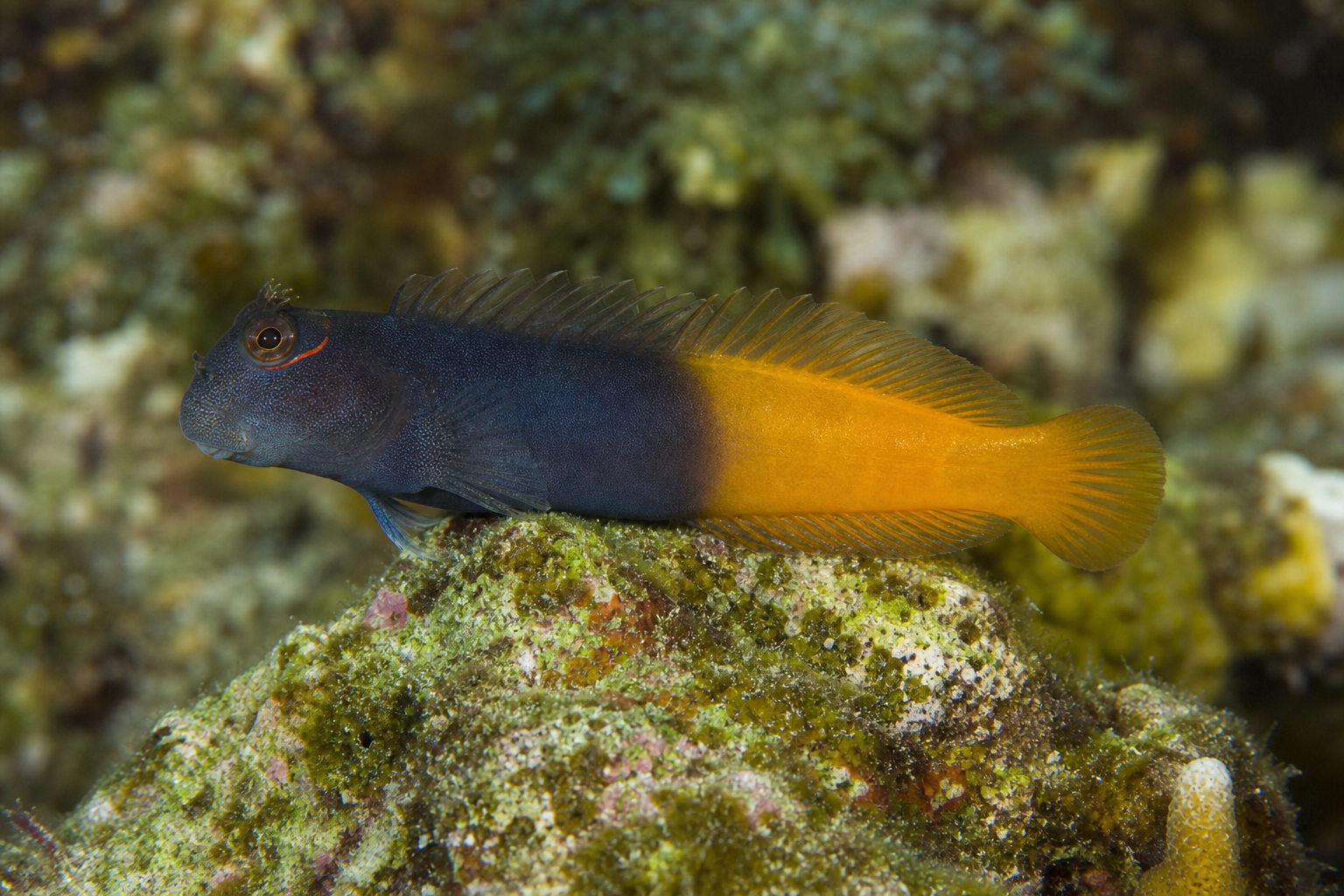 Bicolor blenny