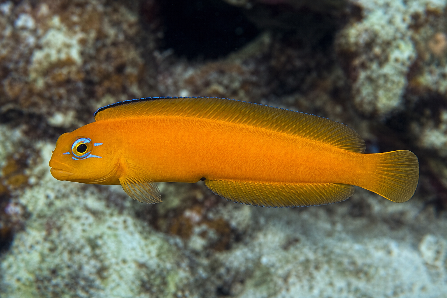 Midas-Schleimfisch (Ecsenius midas)