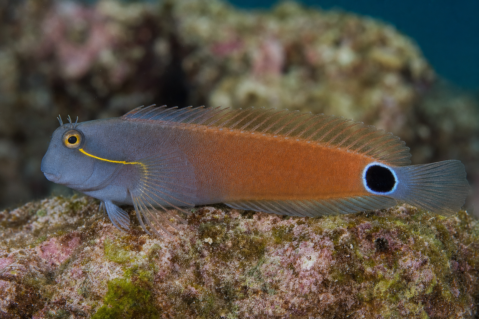 Tailspot Blenny (Ecsenius stigmatura)