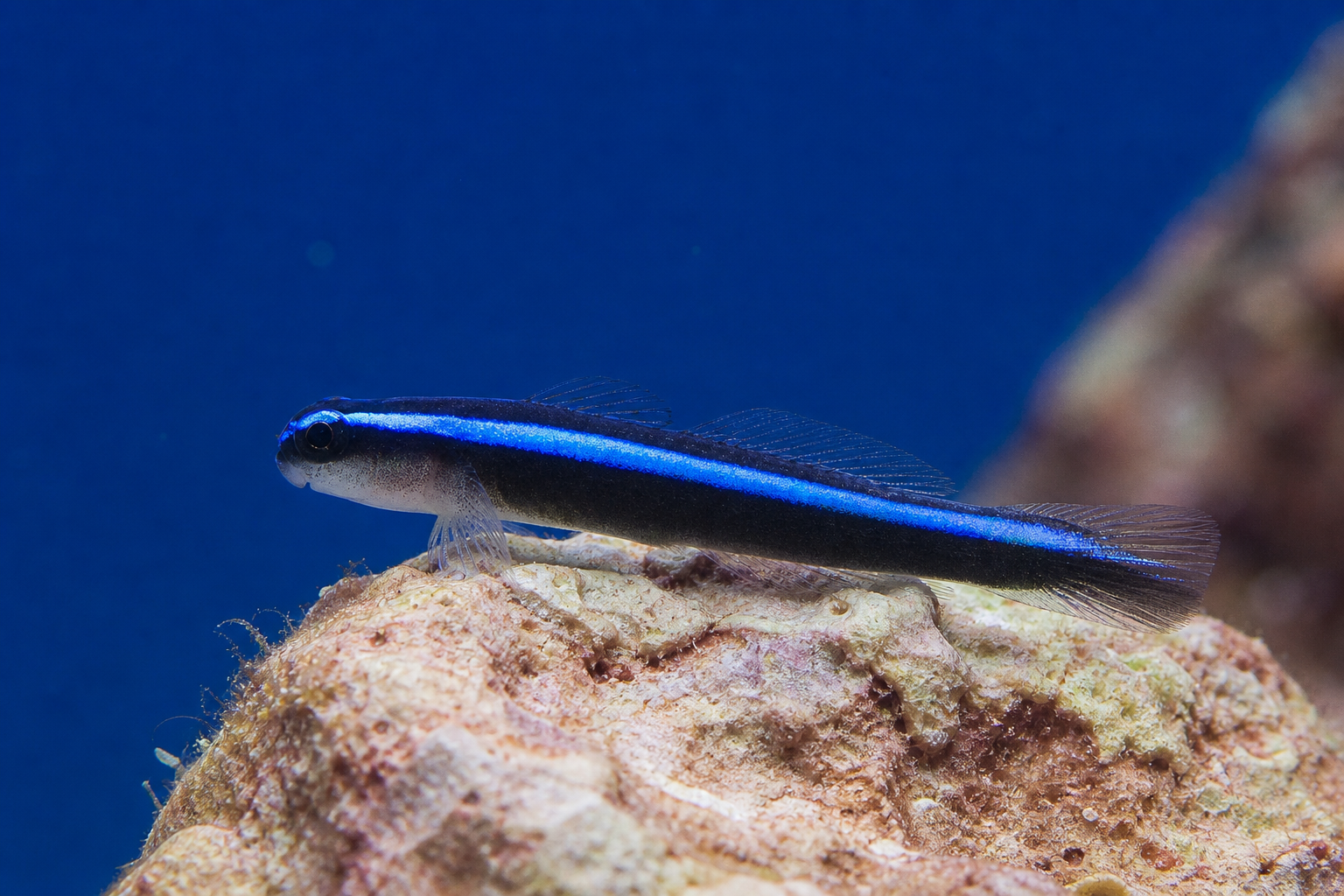 Neon-Putzgrundel (Elacatinus oceanops)