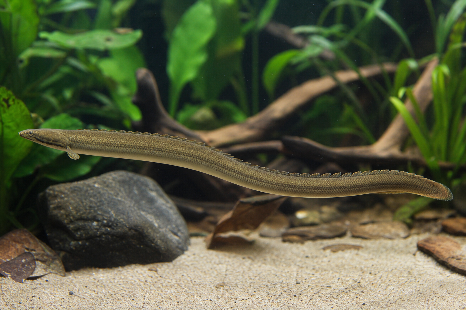 Poisson roseau (Erpetoichthys calabaricus)