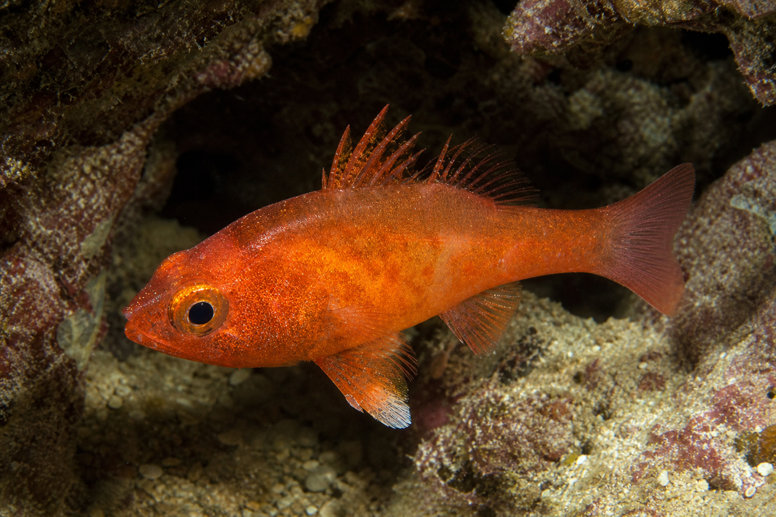 Flammen-Kardinalbarsch (Fowleria flammea)