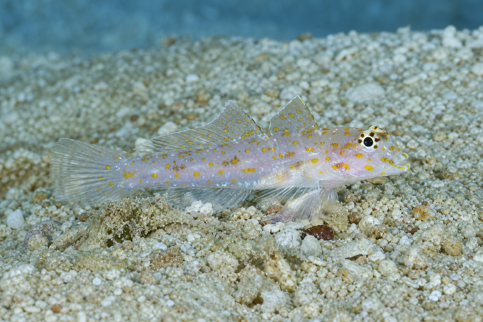 Babka piaskowa blada (Fusigobius pallidus)