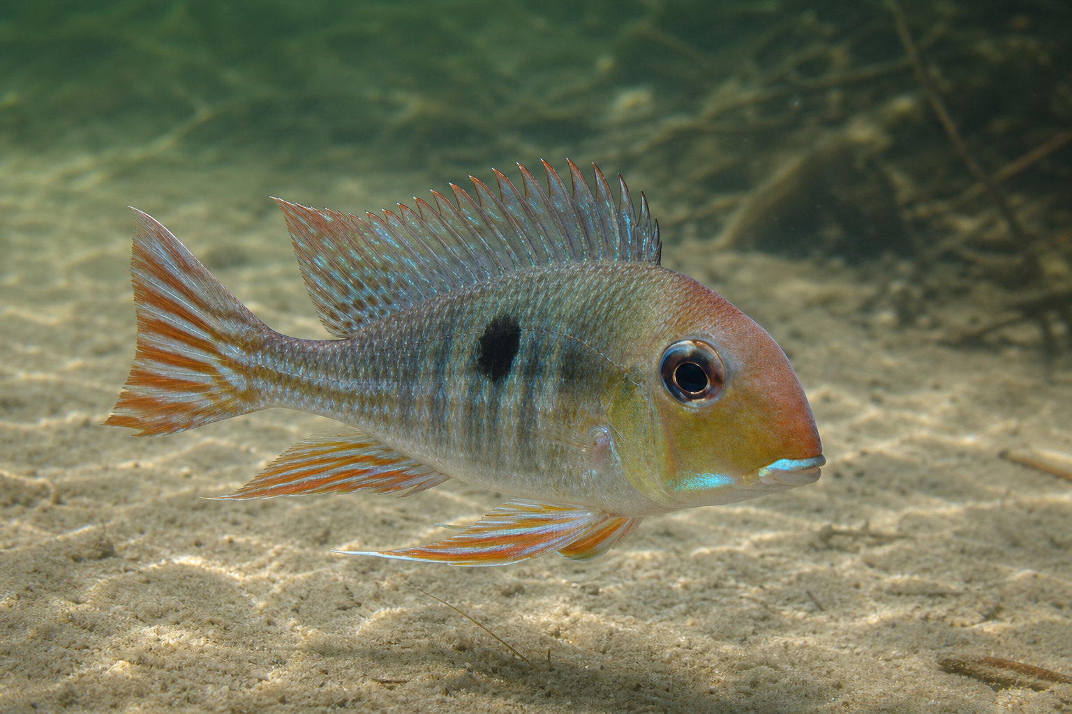 Ziemiojad czerwonogłowy Tapajos (Geophagus pyrocephalus)