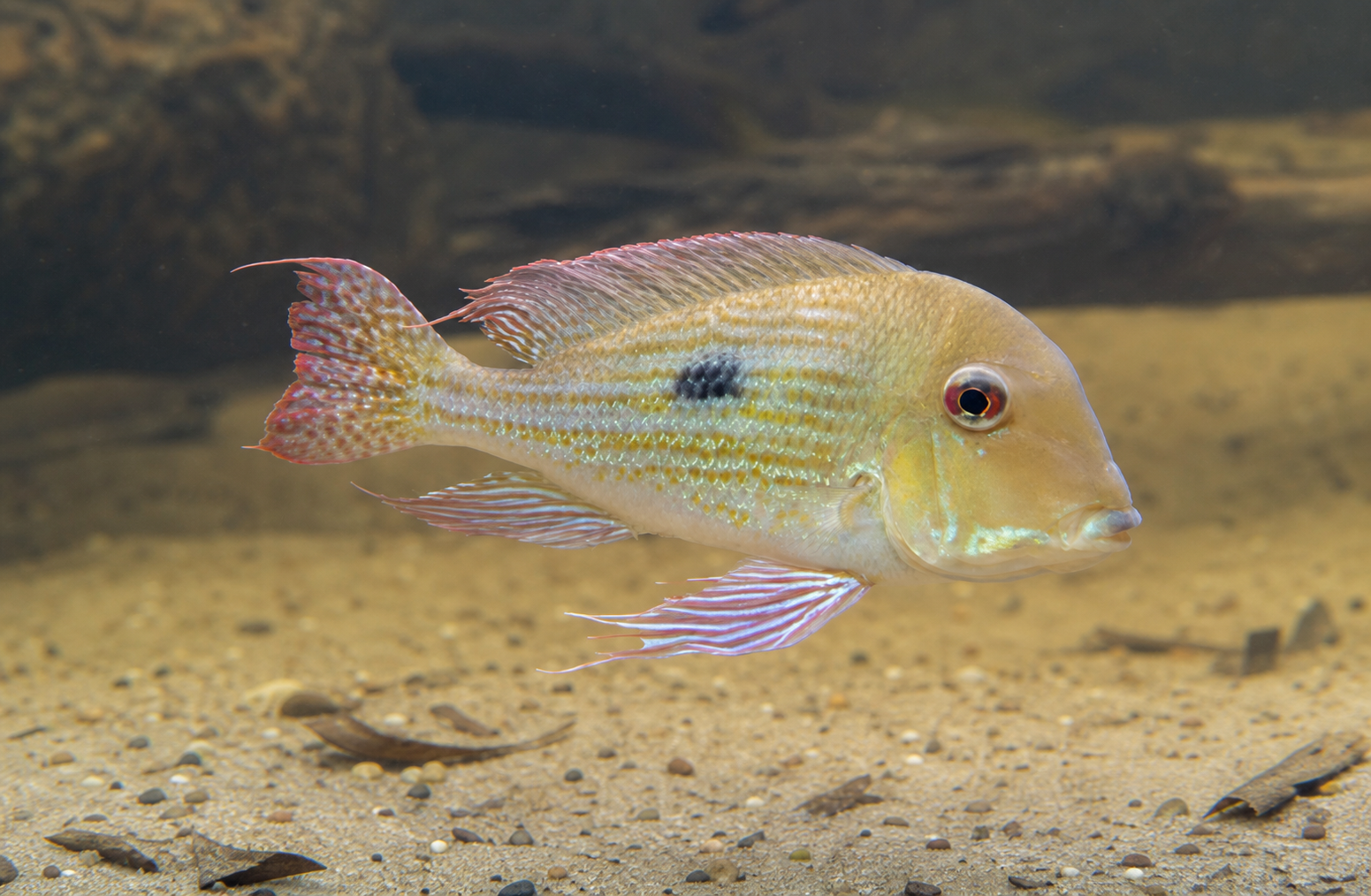 Surinaamse aardeter (Geophagus surinamensis)
