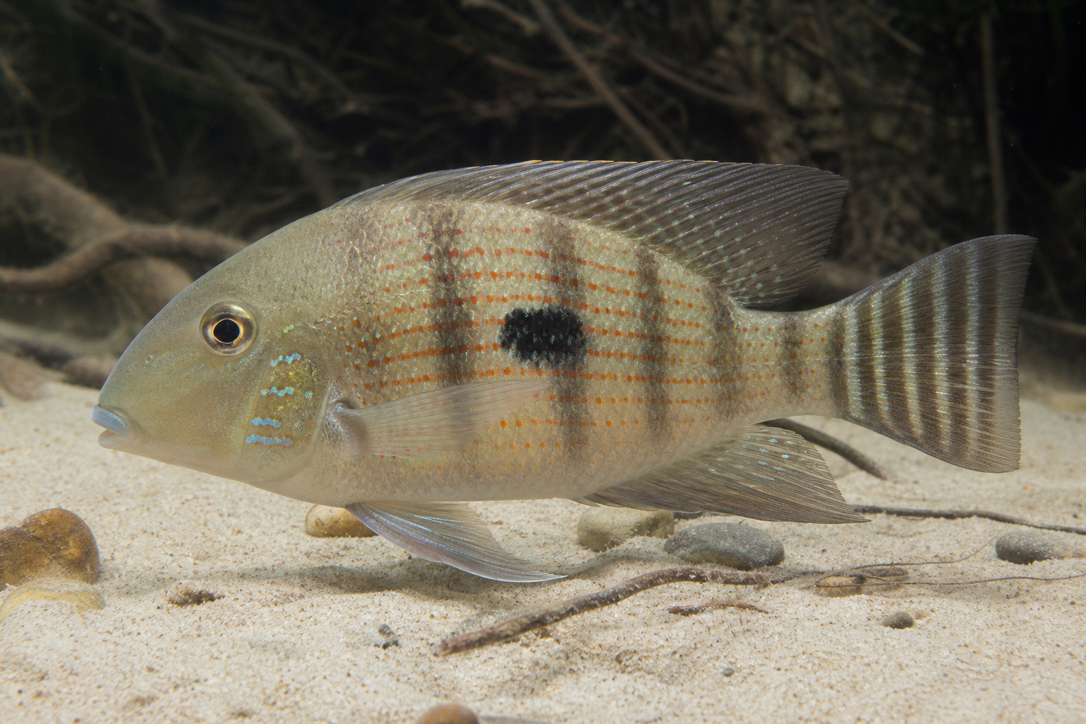 Ziemiojad Svena (Geophagus sveni)