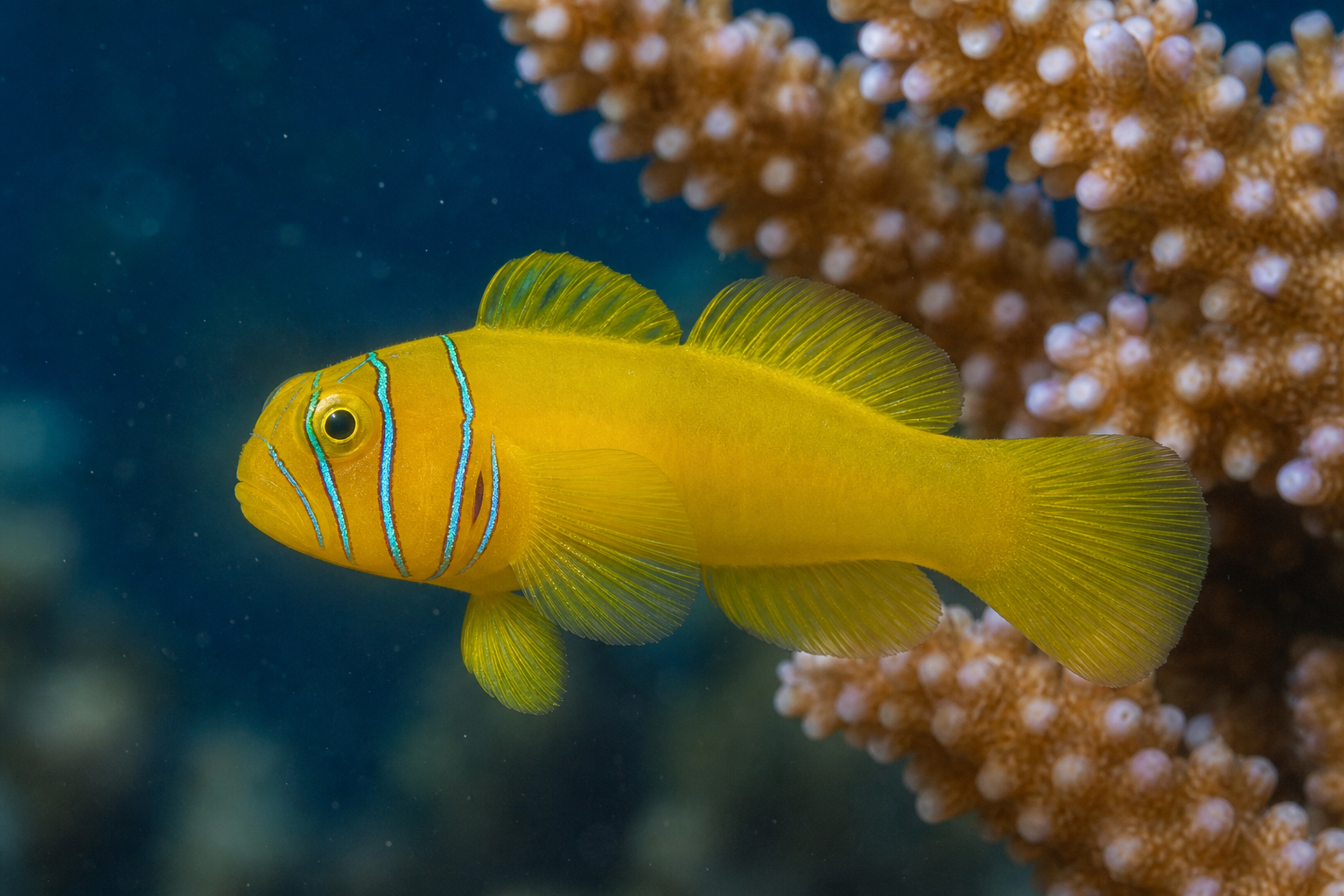 Góbio-coral-limão (Gobiodon citrinus)
