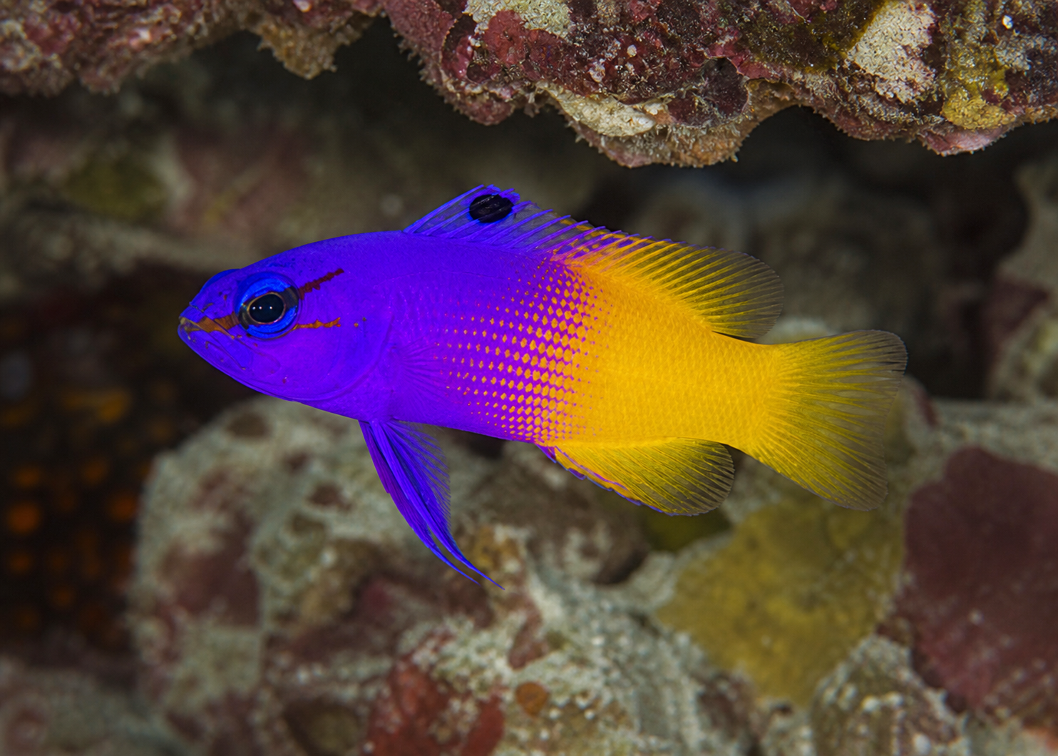 Royal gramma (Gramma loreto)