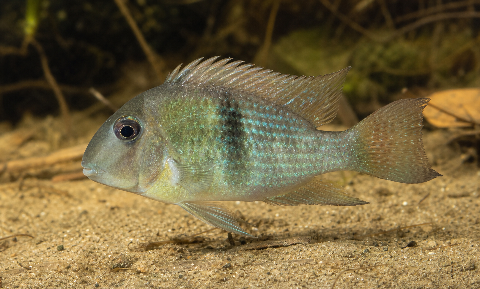 Pielęgnica łzawa (Guianacara dacrya)