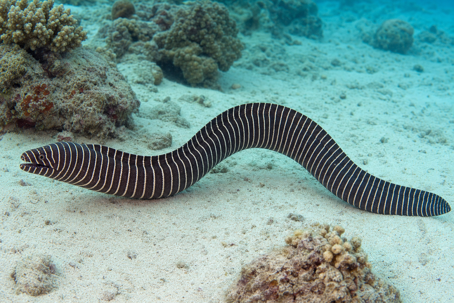 Zebra Moray