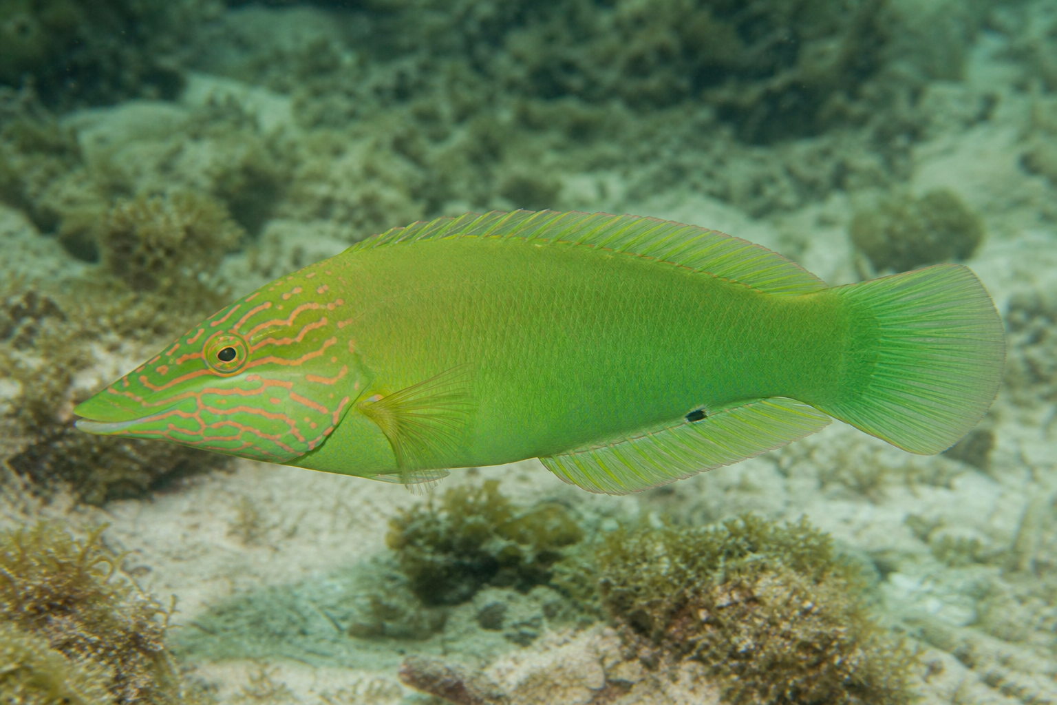 Lábrido verde (Halichoeres chloropterus)