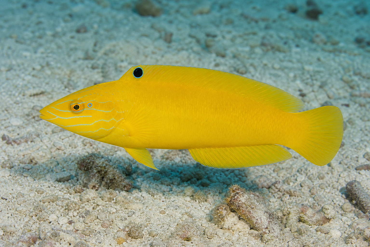 Labride canarino (Halichoeres chrysus)