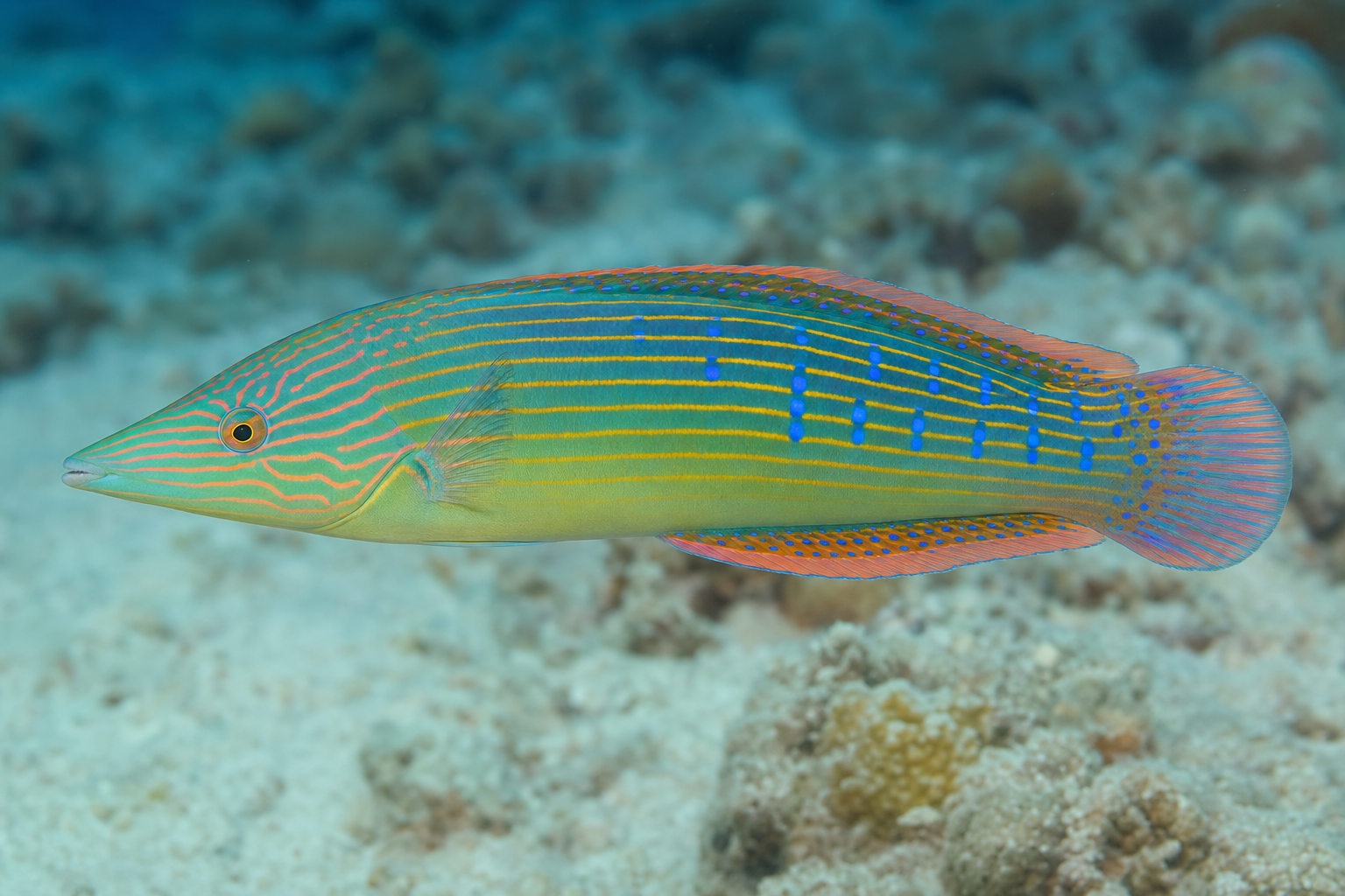 Adorned wrasse