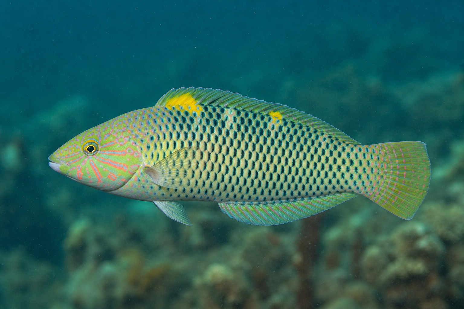 Schachbrett-Lippfisch (Halichoeres hortulanus)