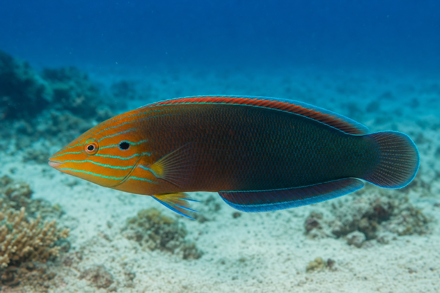 Labre iridis (Halichoeres iridis)